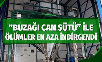 "Buzağı Can Sütü" ile ölümler en aza indirgenecek