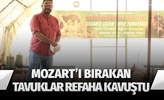 Tavuklar Müslüm Babayla kavgayı bıraktı, yumurtlamaya başladı