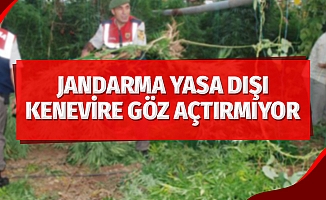 Jandarmadan yasa dışı kenevir ekimine geçit yok