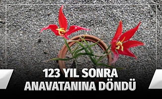 Yitik lale gurbetten sılaya döndü