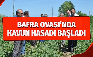 Bafra Ovası'nda kavun hasadına başlandı