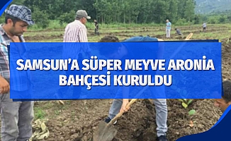 Samsun’a süper meyve aronia bahçesi kuruldu