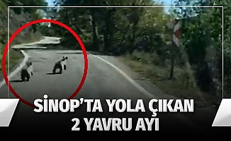 Sinop'ta yavru ayılar güpegündüz böyle görüntülendiler