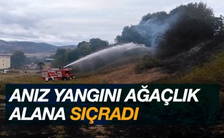 Anız yangını ağaçlık alana sıçradı
