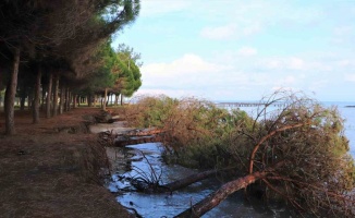 Samsun’da kıyı erozyonu: Hırçın Karadeniz ağaçları kökünden söktü