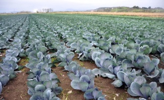 Sebze ve meyveyi Samsun üretiyor, Türkiye tüketiyor