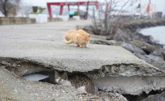 Soğuktan üşüyen kedilere kayalıklar yuva oldu