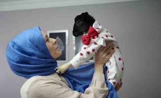 Annesi ölen kuzuya evinde bebek gibi bakıyor