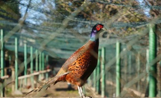 Kahverengi kokarca savaşçıları: 2025’te 3 bin sülün doğaya salındı