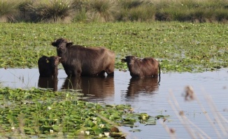 Kızılırmak Deltası’nda manda yetiştiriciliği markalaşarak geleceğe taşınıyor