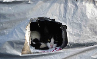 Samsun sahilinde kediler için sıcak yuva