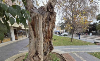 Şehirdeki 20 anıt ağaçtan biri olan çınar, gövdesi olmadan dış kabuğu üzerinde duruyor