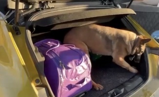 Narkotik dedektör köpeği Pera, araca saklanmış uyuşturucuyu buldu
