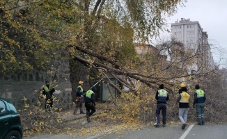 Samsun’da şiddetli rüzgar ağaçları devirdi